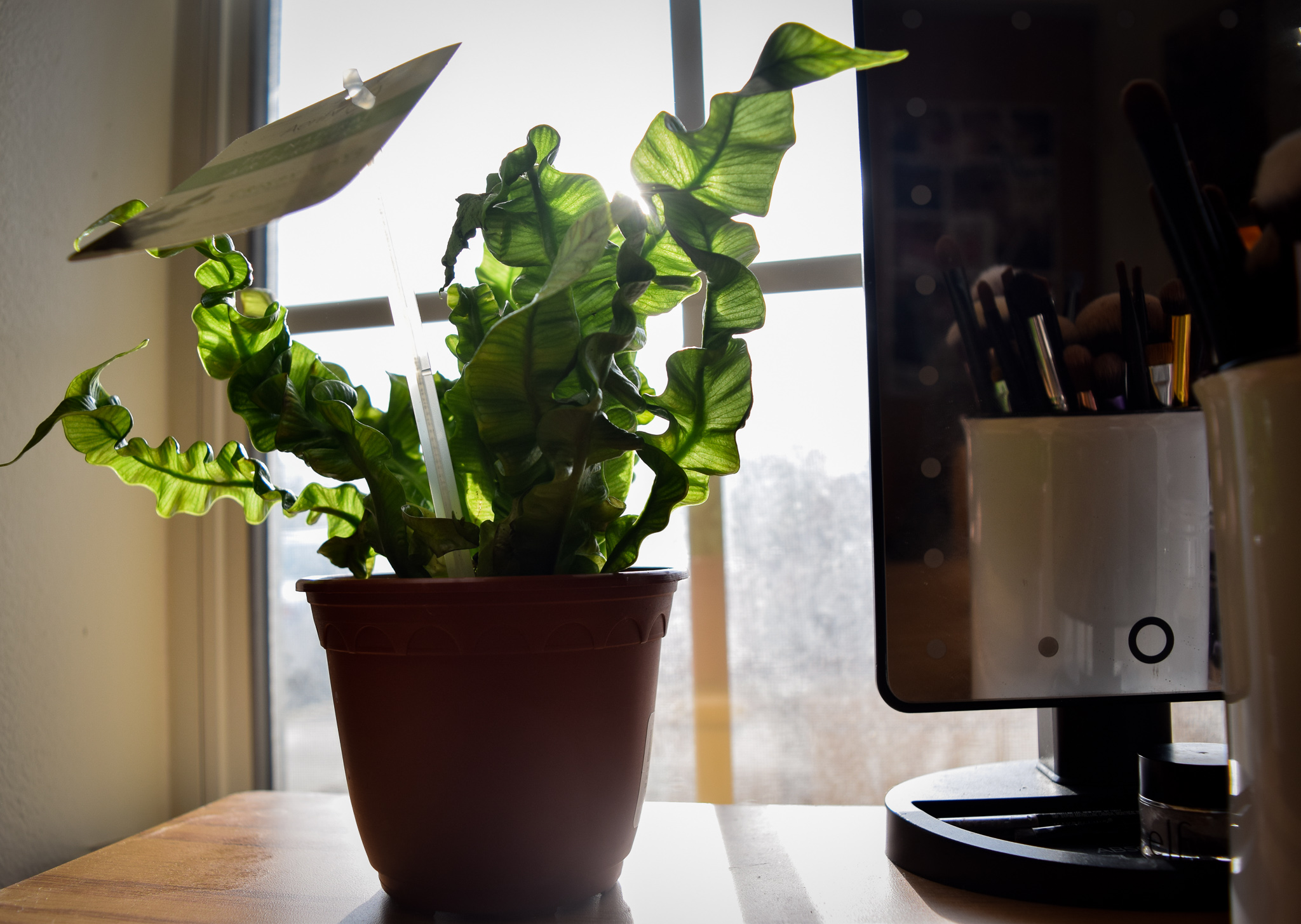 Best Plants for Dorm Rooms | Photo by Jessica Fugett | The Wright State Guardian